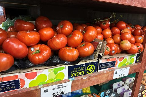 Tomato Turmoil: Red Orbs, Red Flags as Policy Snafus Squeeze Wallets
