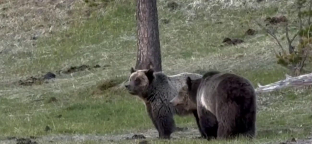 Wilderness’s Raw Edge: Fatal Bear Attack Jolts Glacier, Igniting Old Debates