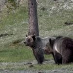 Wilderness’s Raw Edge: Fatal Bear Attack Jolts Glacier, Igniting Old Debates