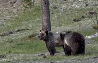 Wilderness’s Raw Edge: Fatal Bear Attack Jolts Glacier, Igniting Old Debates