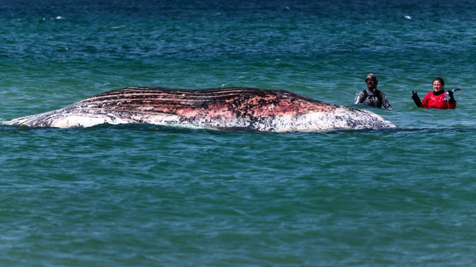 Denmark’s Vanishing Giant: A Humpback’s Tragic End Exposes Wider Oceanic Blight
