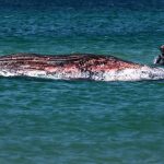 The Leviathan’s Lament: Danish Shores Echo a Deeper Oceanic Despair