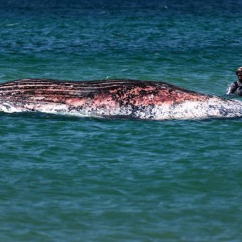 The Leviathan’s Lament: Danish Shores Echo a Deeper Oceanic Despair