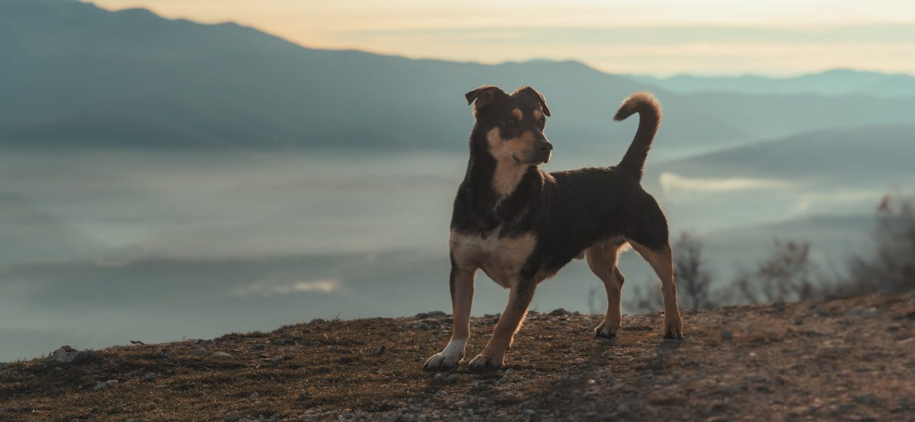 Isla Perdida’s Feral Dilemma: When Canine Crisis Exposes Political Rot