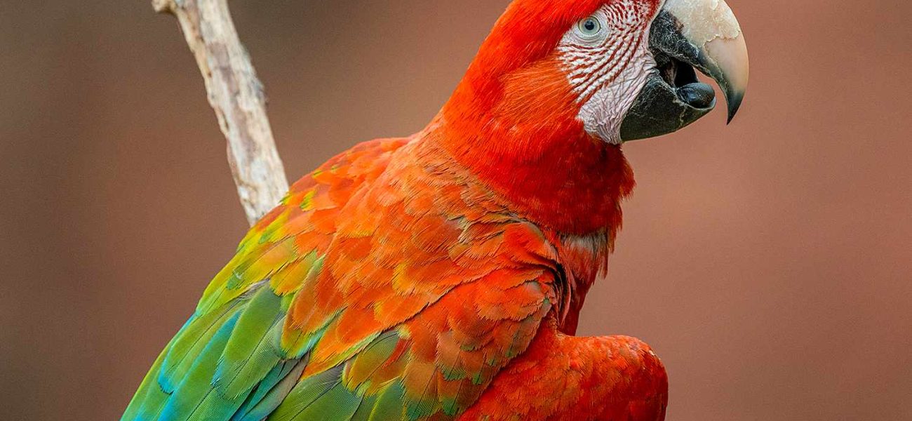 Return of the Macaw: Brazil’s Feathered Revival Tests a Global Reckoning
