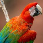 Return of the Macaw: Brazil’s Feathered Revival Tests a Global Reckoning