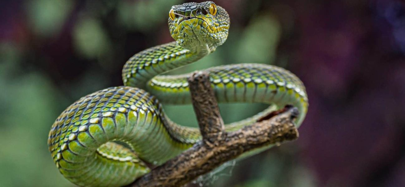 Sichuan’s Hidden Serpent: A Vibrant Viper Emerges, Exposing Humanity’s Blind Spots Amidst Ecological Peril