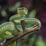 Sichuan’s Hidden Serpent: A Vibrant Viper Emerges, Exposing Humanity’s Blind Spots Amidst Ecological Peril