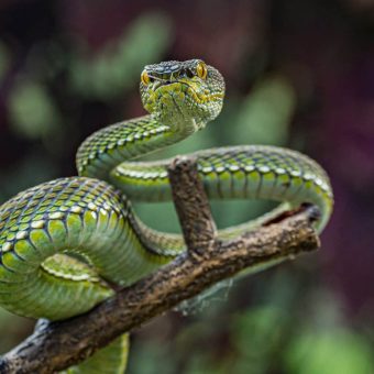 Sichuan’s Hidden Serpent: A Vibrant Viper Emerges, Exposing Humanity’s Blind Spots Amidst Ecological Peril