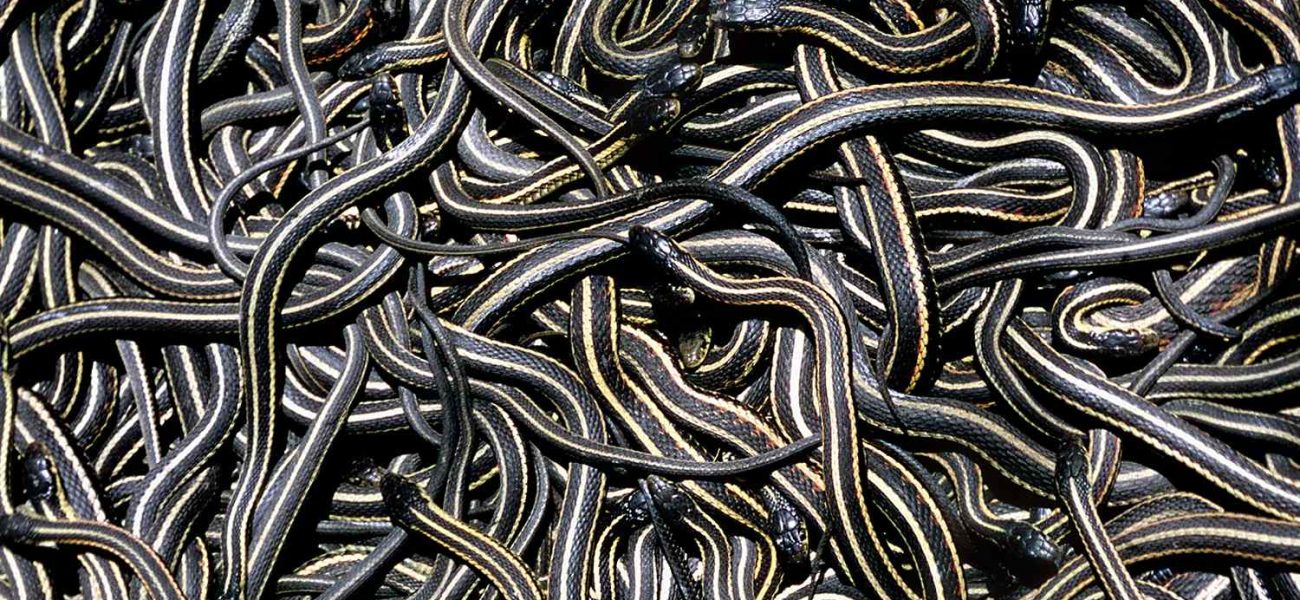 Coiled Controversy: Serpent Spectacle Sparks Ecotourism Boom, Ecological Debate