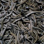 Coiled Controversy: Serpent Spectacle Sparks Ecotourism Boom, Ecological Debate