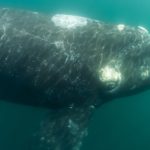 Echoes in the Deep: A Celebrated Whale’s Tragic Encore Leaves Questions Unanswered
