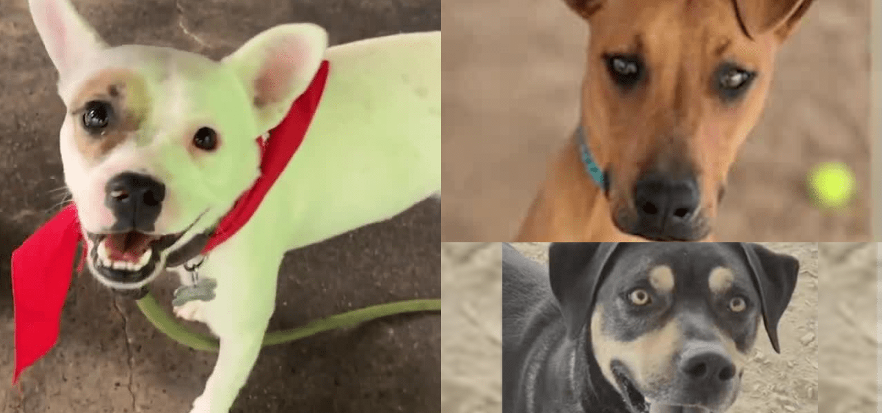 Beneath the Barks: Albuquerque’s Shelter Saga Unmasks Deeper Urban Strain