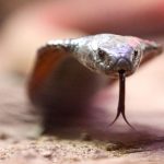 Venomous Shadow in Provence: French Town Gripped by Cobra’s Elusive Reign