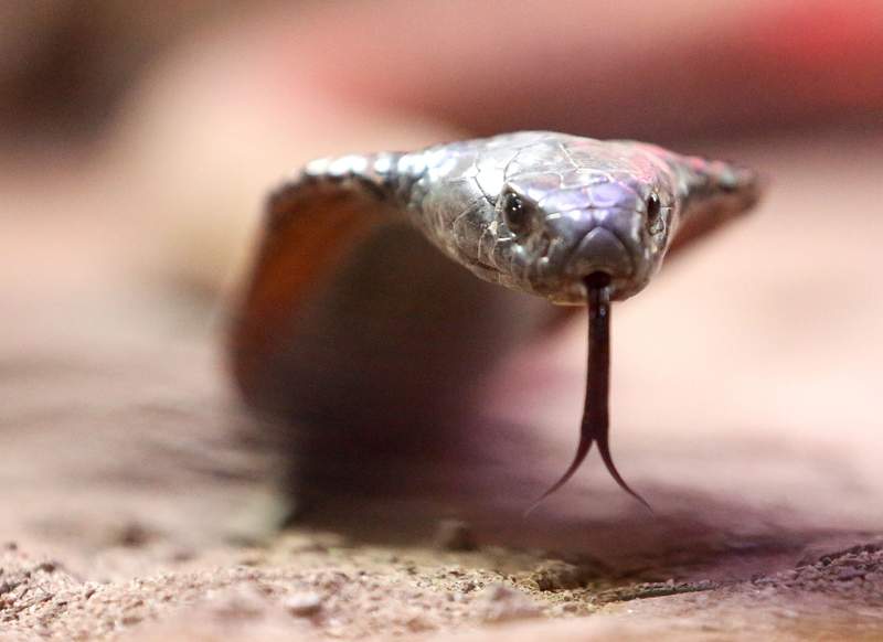 Venomous Shadow in Provence: French Town Gripped by Cobra’s Elusive Reign