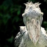 Africa’s Untamed Diplomacy: How Elephants and Pangolins Drive Geopolitical Manoeuvres