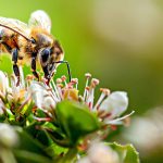 Australia’s Silent Exodus: Extreme Heat Collapses Wild Bee Populations, Threatening More Than Just Honey