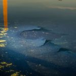 Silent Rebuff: Firm Deems Trump Reflecting Pool Plan ‘Unfeasible’, Echoing Global Infrastructure Woes