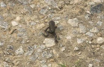 Amphibian Anarchy: Migrating Frogs Expose Deeper Rifts Between Routine and Wildness