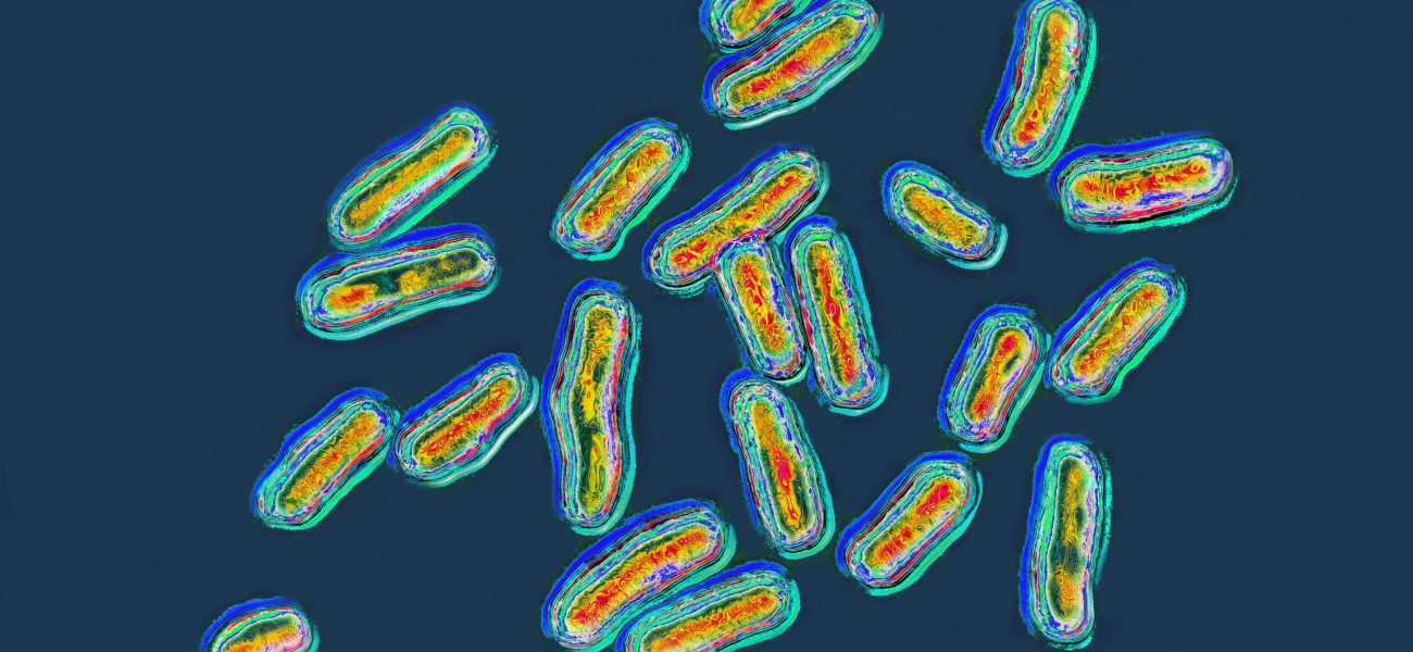 Silent Spoilers: The Salmonella Scare and a Nation’s Untroubled Palate