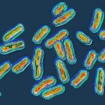 Silent Spoilers: The Salmonella Scare and a Nation’s Untroubled Palate