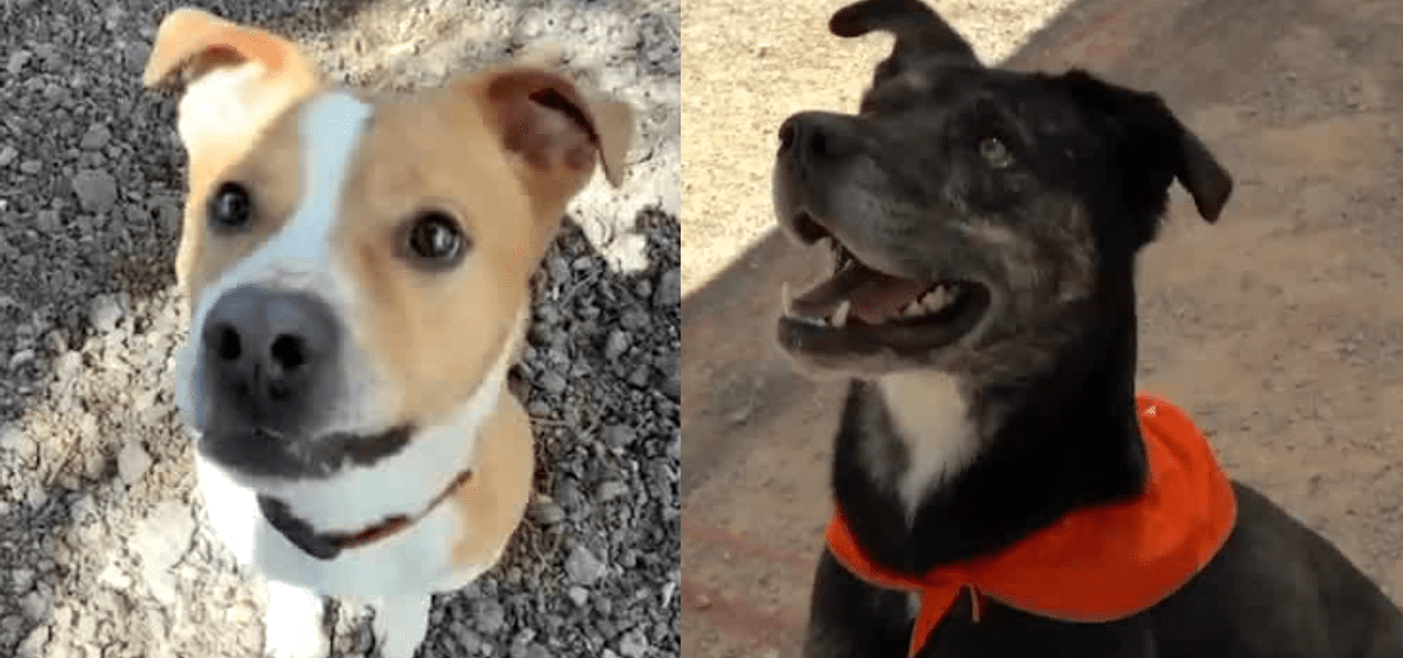 The Price of Loyalty: Unpacking America’s Furred Contingent, One Shelter at a Time