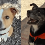 America’s Unseen Companions: How Local Shelters Confront a Shifting Economy of Affection