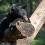 Frenzied Fauna: Bear’s Urban Jaunt Exposes Japan’s Wilderness Creep
