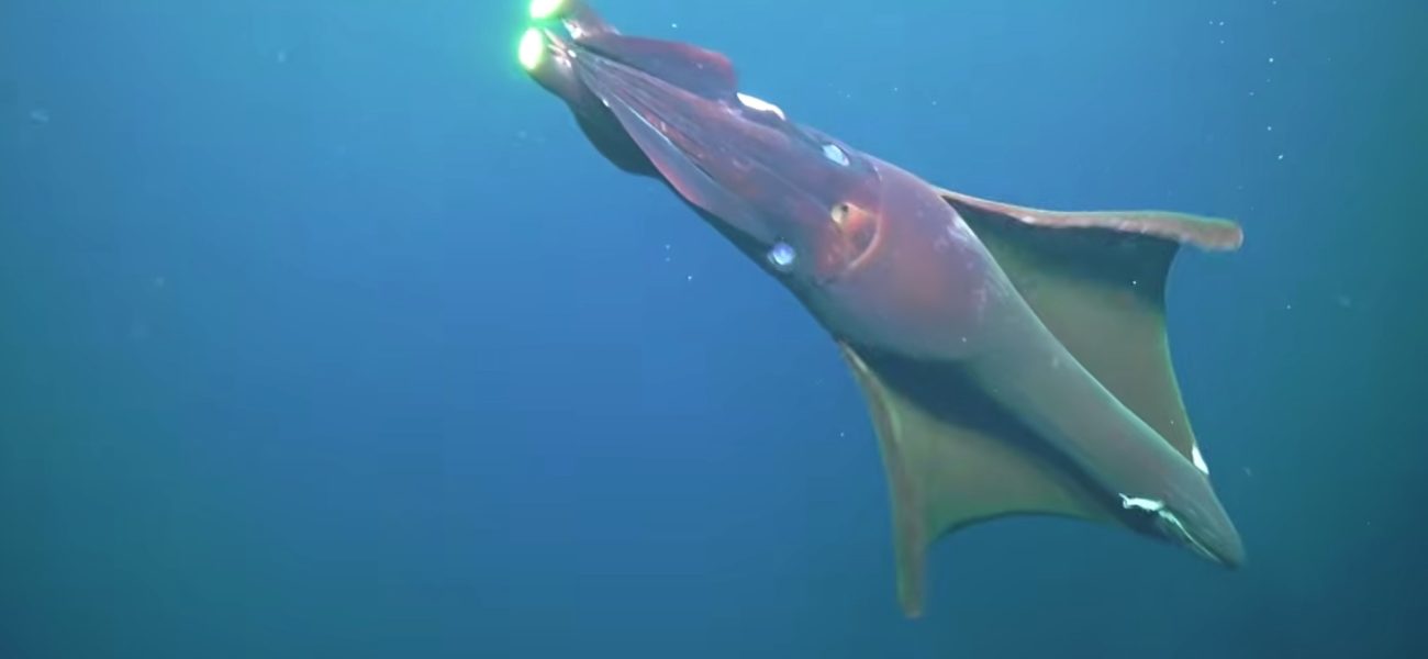 Deep Ocean’s New Ghosts: Australia Unearths a Liquid Frontier’s Stark Truths