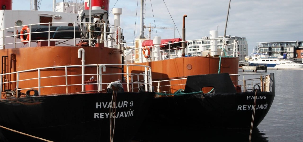 Iceland Resumes Whaling Operations Amidst Vigorous Protest