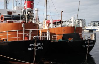 Iceland Resumes Whaling Operations Amidst Vigorous Protest
