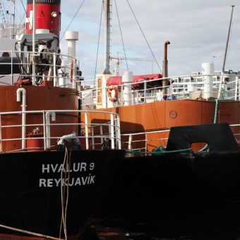 Iceland Resumes Whaling Operations Amidst Vigorous Protest