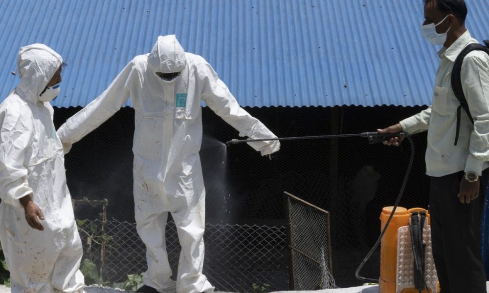 Kathmandu’s Avian Alarm: Bird Flu Shutdown Sparks Old Fears in Himalayan Shadow