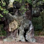 The End of an Epoch: Robin Hood’s Fabled Oak Crumbles, Echoing Global Heritage Peril