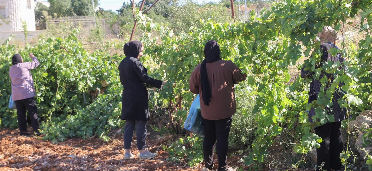 Silent War in the Olives: How West Bank Fields Become Battlegrounds