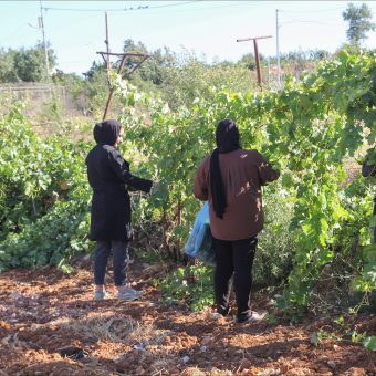 Silent War in the Olives: How West Bank Fields Become Battlegrounds
