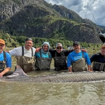 Giant Sturgeon, 11-Feet Long, Released in Fraser River: A Glimpse into Ancient Ecosystems