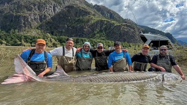 Giant Sturgeon, 11-Feet Long, Released in Fraser River: A Glimpse into Ancient Ecosystems
