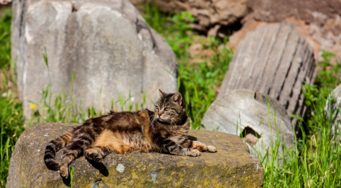 Feline Tourism Rises Amidst Rome’s Ruins, Echoes of Urban Coexistence