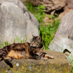 Feline Tourism Rises Amidst Rome’s Ruins, Echoes of Urban Coexistence Feline Tourism Rises Amidst Rome’s Ruins, Echoes of Urban Coexistence