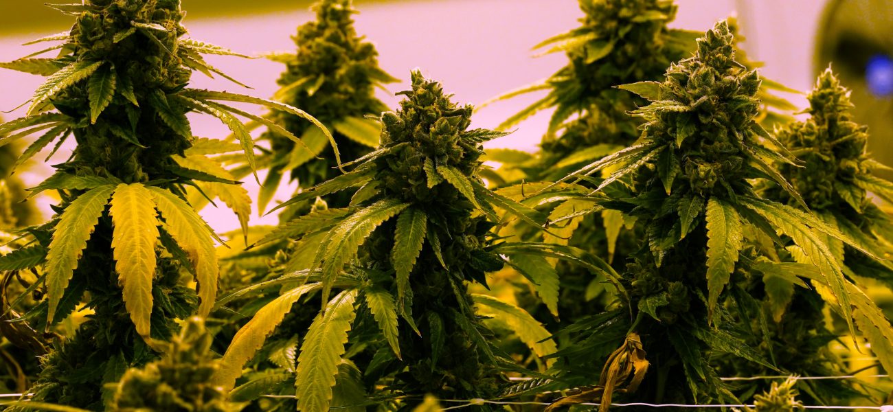 Virginia’s Green Signal: A Long Road to Legal Cannabis Sales in 2027