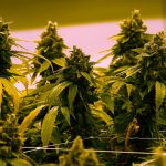 Virginia’s Green Signal: A Long Road to Legal Cannabis Sales in 2027