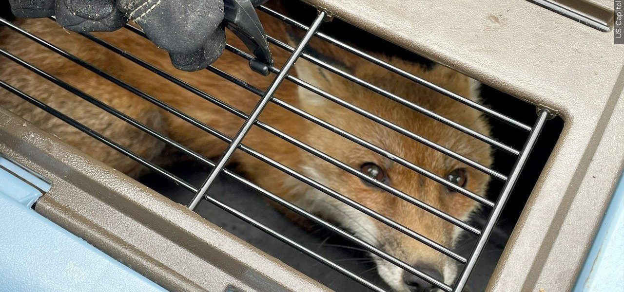Shadows and Vaccines: New Mexico’s Rabies Alert Echoes a Global Struggle