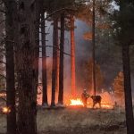 Jemez Ablaze: New Mexico’s Fires Whisper of a World Under Siege