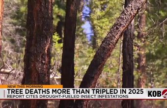 Pine Peril: New Mexico’s Forest Devastation Echoes a Global Climate Alarm