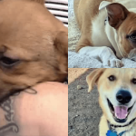 Silent Echoes of Loneliness: Albuquerque’s Animal Shelters Reflect a Deeper Urban Malaise