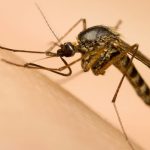 Why You’re a Mosquito Magnet: Unpacking the Science of Attraction and Repulsion