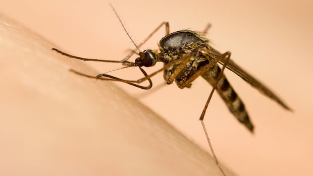 Why You’re a Mosquito Magnet: Unpacking the Science of Attraction and Repulsion