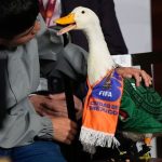 Feathered Fury: How a Duck’s Stadium Ban Exposes FIFA’s Global Blind Spots