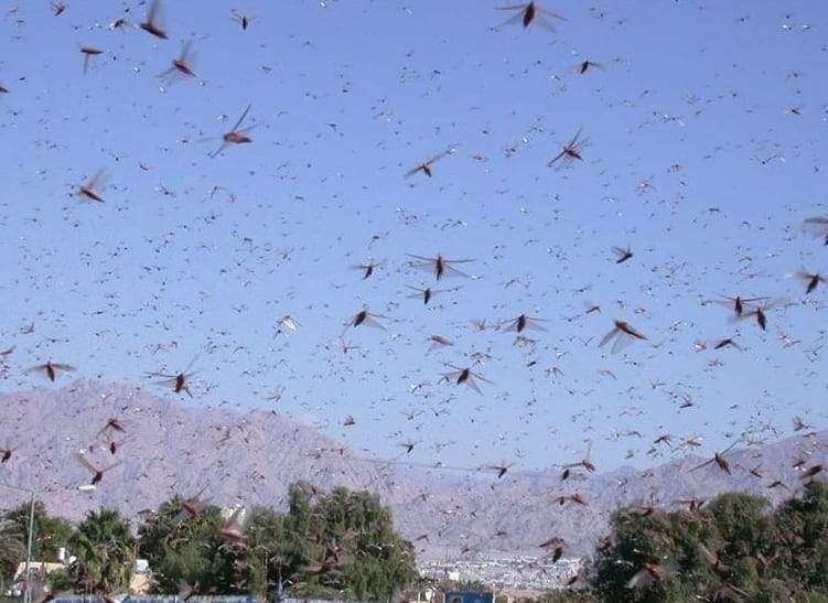 Swarm of Shadows: Locust Plague Deepens Iran’s Existential Plight